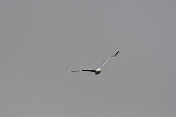 GAVIOTA PATIAMARILLA