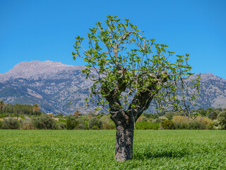 Landscape Mallorca