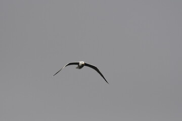 GAVIOTA PATIAMARILLA