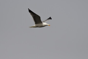 GAVIOTA PATIAMARILLA