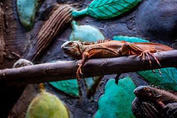 The dark orange iguana still perched on the wood rail is a combination of greenish and black brown. 