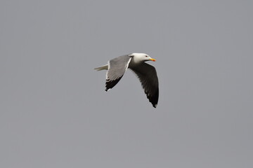 GAVIOTA PATIAMARILLA