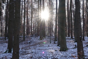 Sonne im Winterwald