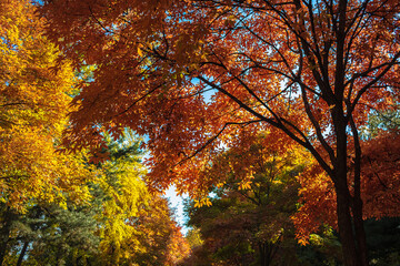 공원의 가을 단풍 풍경