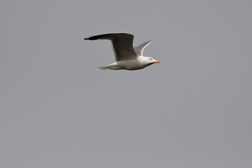 GAVIOTA PATIAMARILLA