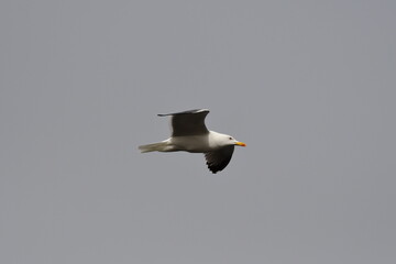GAVIOTA PATIAMARILLA