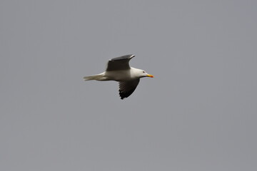 GAVIOTA PATIAMARILLA