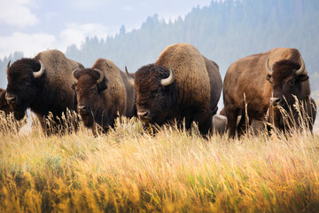Verschiedene Fotos von Bisons auf der Mormon Row am Morgen, die auf einem grasbewachsenen Hügel im Grand-Teton-Nationalpark in Wyoming stehen.