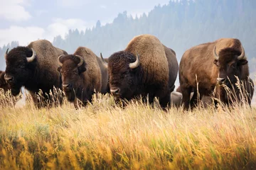 Fotobehang Tetongebergte Verschillende foto& 39 s van bizons op Mormon Row in de ochtend op een met gras begroeide heuvel in het Grand Teton National Park in Wyoming.