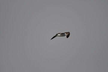 GAVIOTA PATIAMARILLA