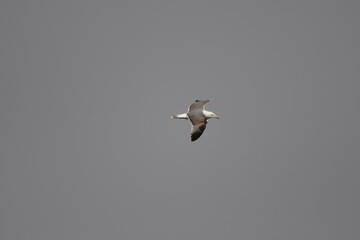 GAVIOTA PATIAMARILLA