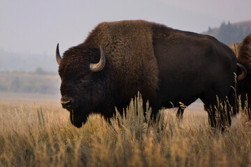 Various photos of bison on Mormon Row in the morning standing on a grassy hill  in Grand Teton National Park in Wyoming.
