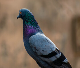 pigeon portrait photo