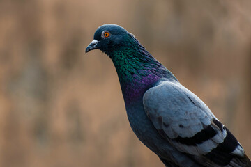 pigeon portrait photo