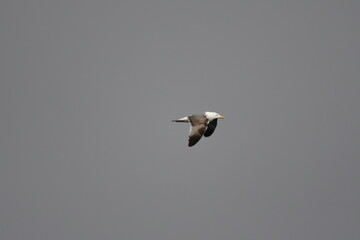GAVIOTA PATIAMARILLA