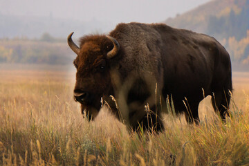 Various photos of bison on Mormon Row in the morning standing on a grassy hill  in Grand Teton National Park in Wyoming.
