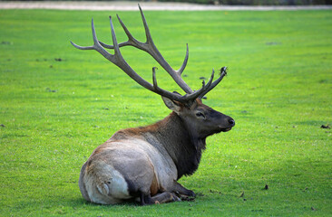 Naklejka na ściany i meble Elk male - Rocky Mountains National Park, Colorado