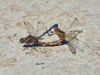 Two dragonflies copulating beside a river, near Onteniente, Spain.
