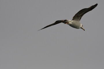 GAVIOTA PATIAMARILLA