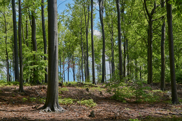 Obraz premium Spring czech forest at the side of Ralsko hill