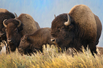 Various photos of bison on Mormon Row in the morning standing on a grassy hill  in Grand Teton National Park in Wyoming. 