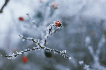 ladybug on a branch