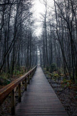 Fototapeta premium Steg im Wald in der Ohligser Heide 