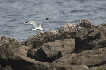 GAVIOTA PATIAMARILLA