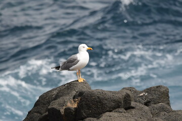 Obraz premium GAVIOTA PATIAMARILLA