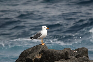 GAVIOTA PATIAMARILLA