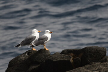 Obraz premium GAVIOTA PATIAMARILLA