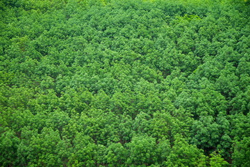 Green para rubber tree forest aerial view agricultural industry