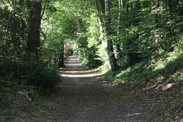 path in the forest