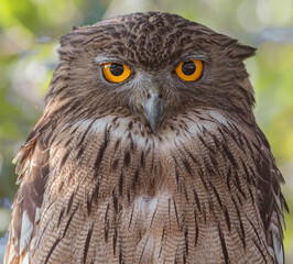 Owl; wise owl; owl eyes; Graphic owl; Staring owl; brown fish owl from Sri Lanka; bird of prey; macro; night; owl portrait