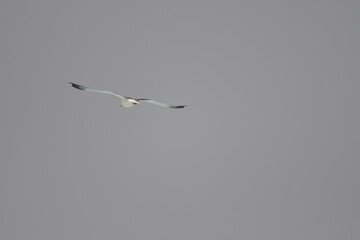 GAVIOTA PATIAMARILLA