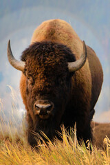 A large bison staring down at the camera while standing on a hill in the morning at Mormon Row in Grand Teton National Park in Wyoming in September.
