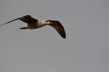 GAVIOTA PATIAMARILLA