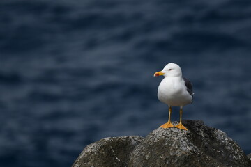 GAVIOTA PATIAMARILLA