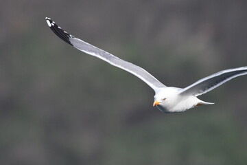 GAVIOTA PATIAMARILLA