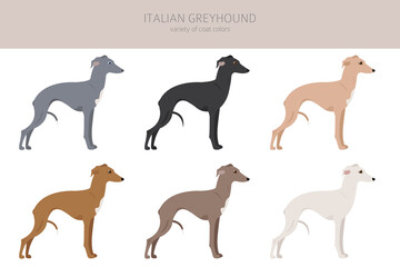 Italian greyhound clipart. Different poses, coat colors set.