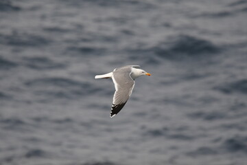 GAVIOTA PATIAMARILLA