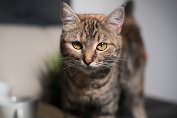 domestic cat close-up home interior animals fluffy