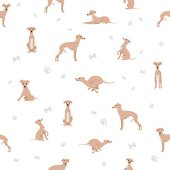 Italian greyhound seamless pattern. Different poses, coat colors set.
