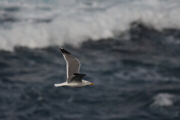 GAVIOTA PATIAMARILLA