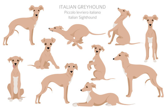 Italian greyhound clipart. Different poses, coat colors set.