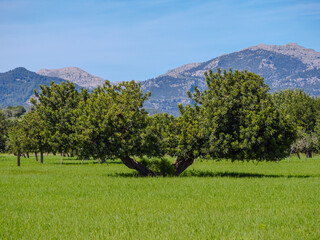 Landscape Mallorca