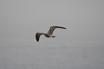 GAVIOTA PATIAMARILLA