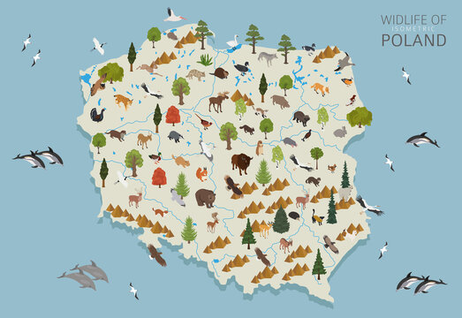 Fototapeta Isometric 3d design of Poland wildlife. Animals, birds and plants constructor elements isolated on white set. Build your own geography infographics collection.