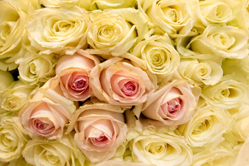 bouquet of roses, close up of a bouquet of roses, hd roses background