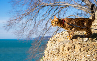 The cat is standing on the edge of a cliff by the sea.